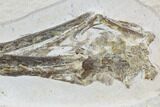 Pterosaur (Rhamphorhynchus) Skull From Solnhofen #105216-2